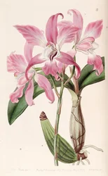 Laelia autumnalis